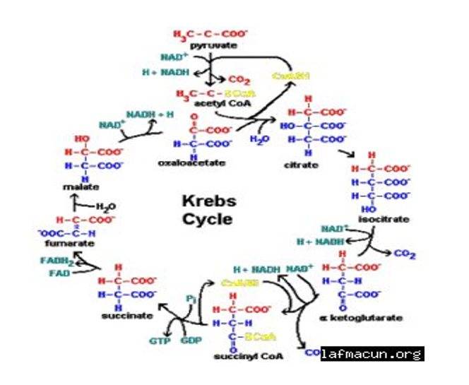 Çalışma Notu Eklendi Krebs Döngüsü Biyoloji Materyal Arşivi